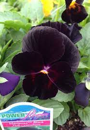 Power Flowers Pansy Amor Perfeito
