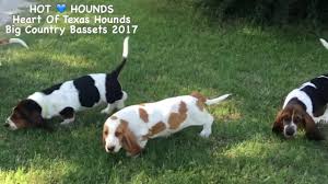Puppies for sale from dog breeders near austin, texas. No Available Puppies Hot Hounds Heart Of Texas Hounds Big Country Bassets