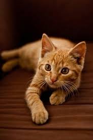Pin By Oszike On Cats Kittens Cutest Orange Tabby Cats Beautiful Cats
