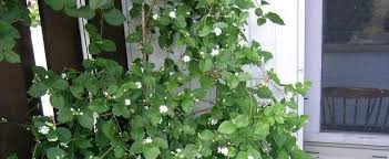 Lilacs, jasmines, and osmanthus are especially noted. Jasminum Species Arabian Jasmine Sacred Jasmine Jasminum Sambac