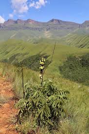 Image result for Melianthaceae