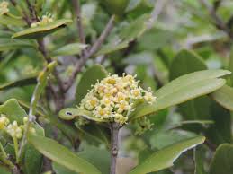 Image result for Crossopetalum