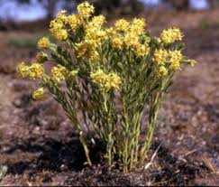 Image result for Gnidia microcephala