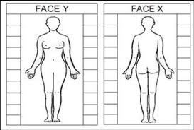Our experts describe the functions of female reproduction, including ovulation, fertilization, and menopause. Female Figure Front And Back Views To The Left And The Right Of The Download Scientific Diagram