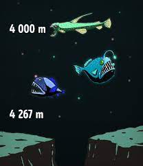 Elle s'est produite sous l'eau au large de l'afrique de l'ouest, dans un profond canyon s'éloignant de l'embouchure du fleuve congo. Quelle Est La Profondeur De L Ocean Et Qu Est Ce Qui Se Trouve Au Fond