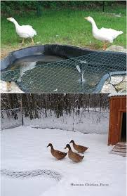 Whether you're looking to buy your first house or moving into your dream home, buying a house always seems to take longer than expected. What Does A Goose Coop Need Duck Coop Murano Chicken Farm