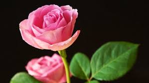 Best Pink Roses Wallpaper Hd Wallpapers Download Free Allmood Rose Flower Photos Beautiful Pink Roses Rose Flower Wallpaper