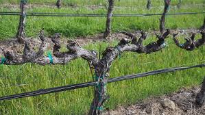 Image result for grape pruning