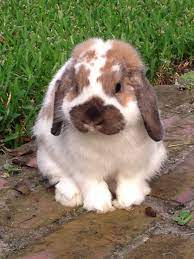 We did not find results for: Pin By Sandi White On For The Love Of Bunnies Cute Baby Bunnies Cute Little Animals Pet Bunny
