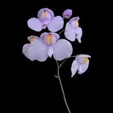 Image result for Utricularia scandens