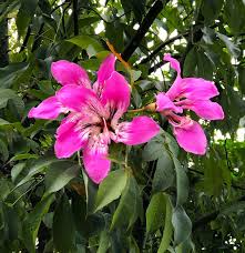 Image result for Crossandra mucronata