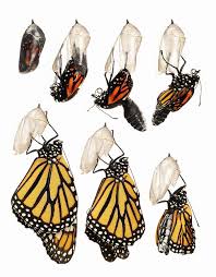 Monarch Butterfly In Various Stages On White Background Photograph By Don Farrall Monarch Butterfly Butterfly Drawing Animal Art