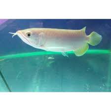 Memiliki sirip yang berkilau kuning agak kehijauan juga warna merah kekuningan pada siripnya menjadikan ikan jenis ini banyak diburu para hobiis. Ikan Arwana Banjar Red Arowana Red Banjar Shopee Indonesia