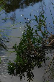 Image result for Adenostemma afrum