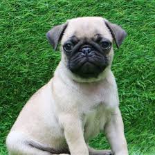 Black pug puppies for sale. Pug Puppy For Sale Puppies For Sale In Delhi Dav Pet Lovers