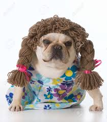 Right now i spend my days napping the day away and. Female French Bulldog Wearing Pigtail Wig Stock Photo Picture And Royalty Free Image Image 27508980