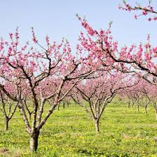 Watercolor flowering tree with bird couple. Belle Of Georgia Peach Tree For Sale Naturehills Com
