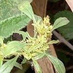 Image result for Amaranthus thunbergii