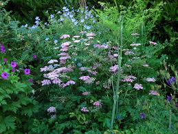 Image result for Pimpinella ledermannii