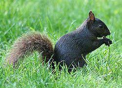 Rare Black Rock Squirrel In Wimberley Black Squirrel Animals Squirrel Pictures