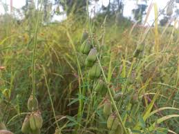 Image result for Crotalaria distans