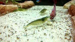 Female Betta S With Amano Shrimp Amano Shrimp Betta Shrimp