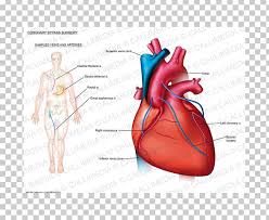 Heart Disease A Textbook Of Cardiovascular Medicine Anatomy Coronary Artery Disease Cardiology Png Clipart Anatomy Cardiology