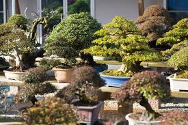 Check spelling or type a new query. 64 Incredible Types Of Bonsai Trees With Pictures Florgeous