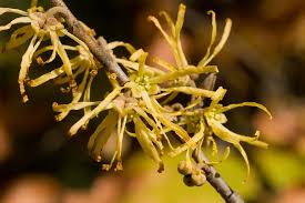 Image result for Hamamelidaceae