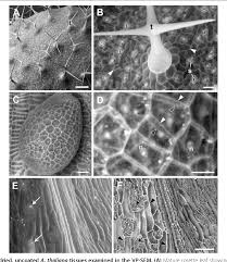 Check spelling or type a new query. Figure 9 From Cell Surface And Cell Outline Imaging In Plant Tissues Using The Backscattered Electron Detector In A Variable Pressure Scanning Electron Microscope Semantic Scholar