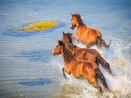The most current adoption and sale event schedule is provided below. The Best Places To See Wild Horses In North America Travel Smithsonian Magazine