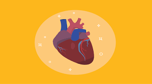 Ada banyak jenis penyakit jantung yang mesti anda waspadai. 5 Jenis Penyakit Yang Berhubungan Dengan Jantung
