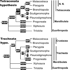 Euarthropoda is typically subdivided into five subphyla, of which one is extinct: Evolution Of Eye Development In Arthropods Phylogenetic Aspects Sciencedirect