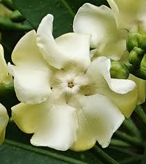 Image result for Voacanga thouarsii