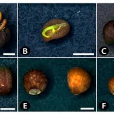 Image result for Crepidorhopalon namuliensis