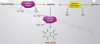 Image result for Hyperuricemia
