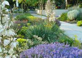 8 Easy Care Plants For Parking Strip Gardens Easy Care Plants Plants Waterwise Garden