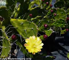 Image result for Opuntia monacantha