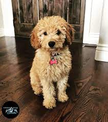 Mini Goldendoodle Goldendoodle Puppy For Sale Mini Goldendoodle Puppies Goldendoodle Puppy