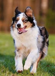 Don't miss out on the cute puppies we have on our site. Australian Shepherd Adoptions Rehoming Adopt An Aussie Dog