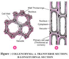 Cells become specialized so that they can perform a set of particular roles or functions, playing their part in reproduction, energy metabolism, regeneration, information transfer, etc. What Are The Types Of Plant Tissues And Their Functions A Plus Topper
