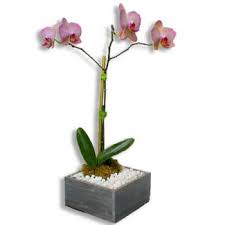 Other new baby gifts for parents include our fruit and snack gift basket that will provide nourishment to the new mom and dad after delivery, and our little critter backpacks that will. New Baby Flower Delivery Flower Delivery San Juan Online Florist San Juan