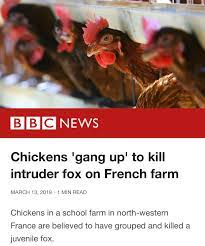 I am a super tidy person, and my hubby finally convinced me to raise chickens. Apparently Cuccos Are Real Now Good Luck Everyone Zelda
