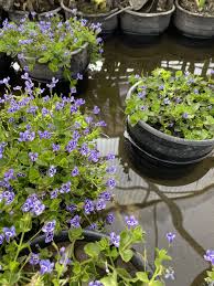 Image result for Lindernia monroi