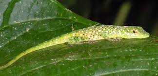 Image result for Anolis gemmosus