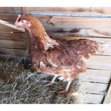 Les habitants sont appelés les chozoyards et chozoyardes. Poule Pondeuse Rousse La Ferme De Manon