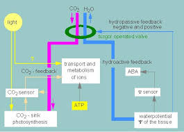 Time-Course Of Elevated Co2-Induced Changes In The Stomatal Movement,... |  Download Scientific Diagram
