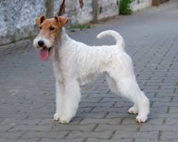 Image result for foxterier drsnosrstý