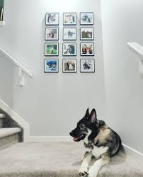 The Beach Boys Wouldn T It Be Nice перевод Who Wouldn T Love To Get Their Paws On 12 Mixtiles For 90 Usd Our Extended Fourth Of July Sale Is Ending At Midnight To In 2020 Mixtiles Gallery Wall Cool Girl