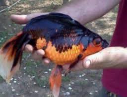 Maybe you would like to learn more about one of these? This Incredible Backyard Pond Find Is Making Everyone Re Think Walmart Goldfish